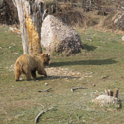 Bär im Tierpark Goldau spaziert über Wiese